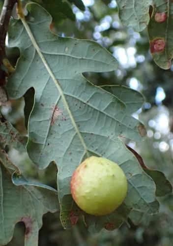 Réf. 217 788 : Cynips quercusfolii